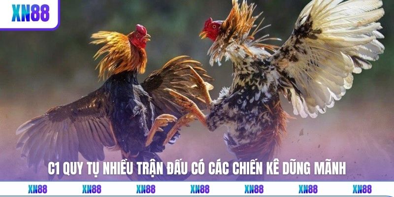 C1 quy tụ nhiều trận đấu có các chiến kê dũng mãnh