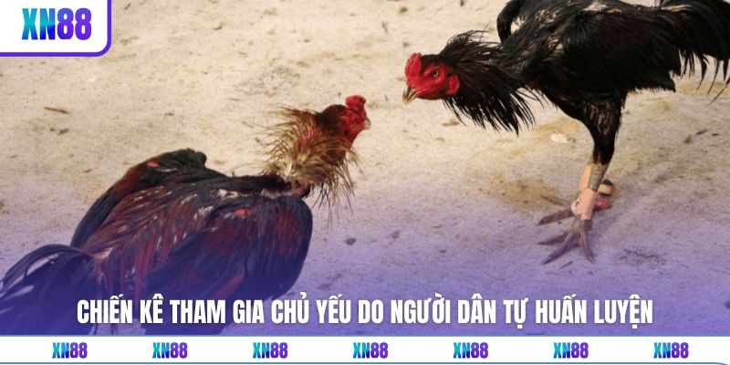 Chiến kê tham gia chủ yếu do người dân tự huấn luyện