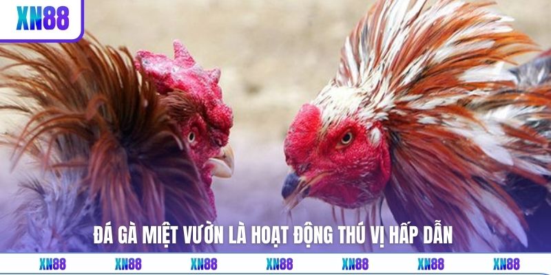 Đá gà miệt vườn là hoạt động thú vị hấp dẫn