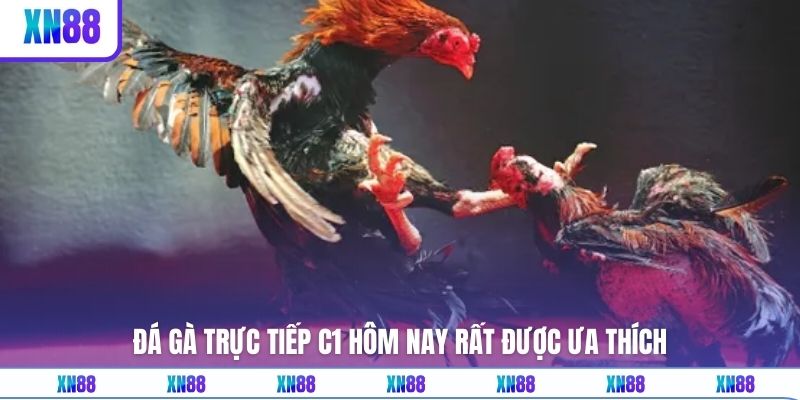 Đá gà trực tiếp C1 hôm nay rất được ưa thích